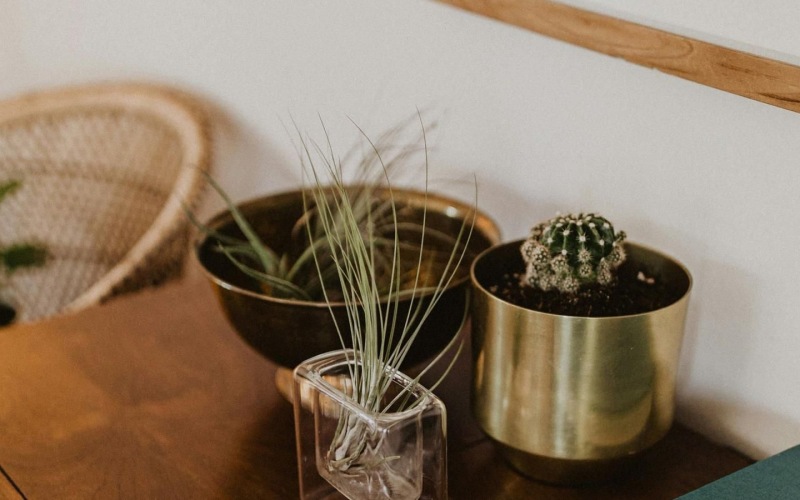 a plant in a pot on a dresser near a book