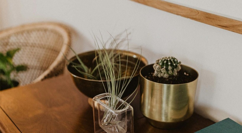 Comfort and style  a plant in a pot on a dresser near a book